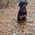 Diane Lynn Rhymes's profile image