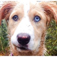 Kris Savoie's profile image
