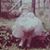 Shannon Lynch Morgan's profile image