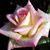 Faeza Mohammed's profile image