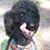 Dennise Laird's profile image