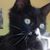 Todliche Rache Welling's profile image