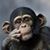 Wimpie Coetzee's profile image
