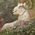 LaJoyce Shrom's profile image