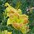 Carol A Sims's profile image