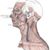 Daniel Reisch's profile image