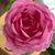 Marlene Krause's profile image