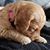 Angela Van Hoose's profile image