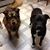 Dawn Fugate's profile image