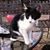 Simba Freckles's profile image