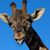 Angie Pecora's profile image
