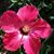 Sharon Roth's profile image