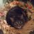 Kirsten Felix Burkhart's profile image