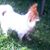 Peggy DeCosmo's profile image