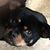 Dawn J. Helsel's profile image