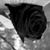 Chriss Chavez's profile image