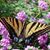 Marietta Harrell's profile image