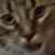 Sara-Alicia Bennett's profile image