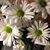 Tammy Mulvehill's profile image