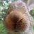 Sue Mettler's profile image