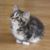 Lilly Ralston's profile image