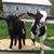 April Jewell Parks's profile image