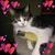 Susan Scelza's profile image