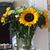 Mary Lou Timura's profile image