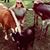 Keera Madison Rhodes's profile image