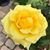 Lorraine Turkel's profile image