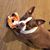 Libby Johnson Molisak's profile image