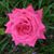 Donna Ellis Poole's profile image