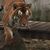 Diane Curcio's profile image