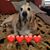 April Hanners-Dempster's profile image