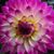 Barb Hanington's profile image