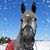 Denise Siggins Reckling's profile image