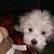 Donna Caschera Taglione's profile image