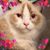 Lenore Wossidlo's profile image