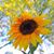 Tammy Fuhs Williams's profile image