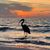 Dee Cloud Dauer's profile image