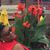 Jacque Williams's profile image