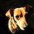 Pat De Voe's profile image