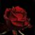 Rafael Beltran's profile image