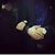 Veena Jabeen's profile image