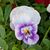 Elizabeth Campbell Lively's profile image