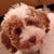 Sue DeBoer's profile image