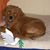 Paula Dieboldt's profile image