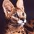 Gerard Laskowski's profile image