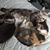 Cindy Ferrucci's profile image