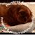 Melody Groos-Leonard's profile image